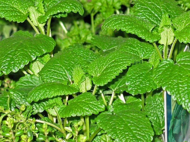 20 Health Benefits of Scent Leaves